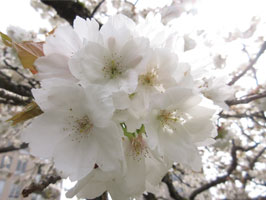 Tai Haku cherry blossoms