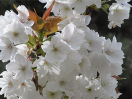 Tai Haku cherry blossoms