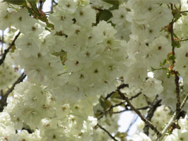 Ukon cherry blossoms