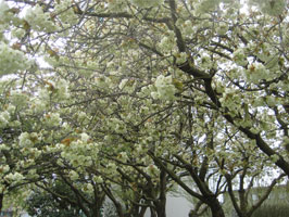 Akebono cherry blossoms