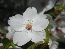 Umineko cherry blossoms