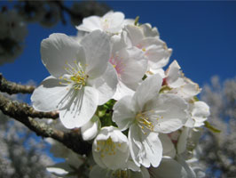 Umineko cherry blossoms