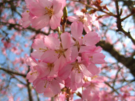 Whitcomb  cherry blossoms