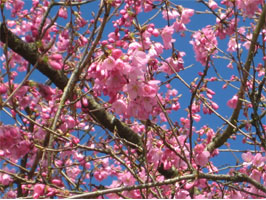 Whitcomb cherry blossoms branch