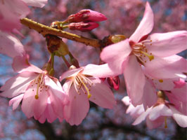 Whitcomb cherry blossoms and buds