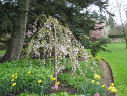 20120407_vandusen-snowfountain_