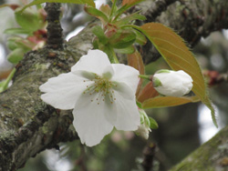 20180414_vandusen_taihaku_